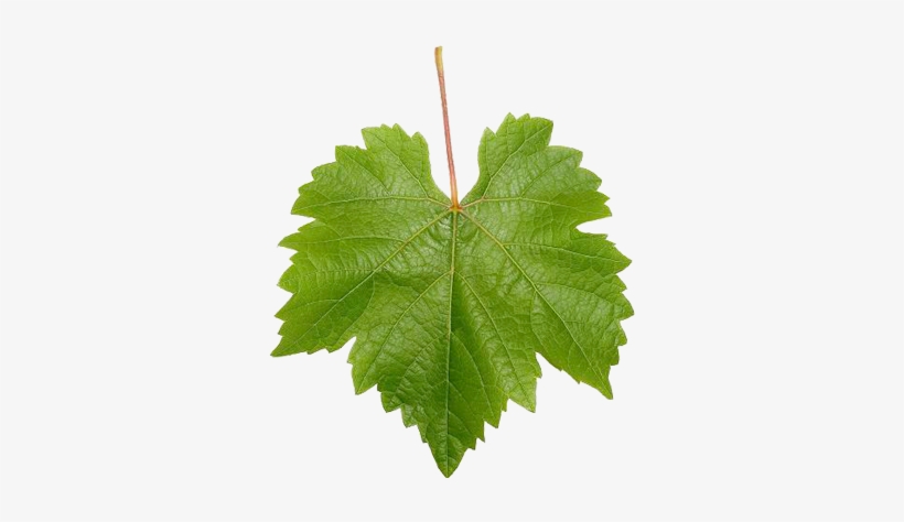 Grape Leaf Extract