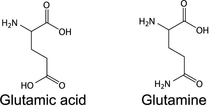 Glutamic Acid and Glutamine