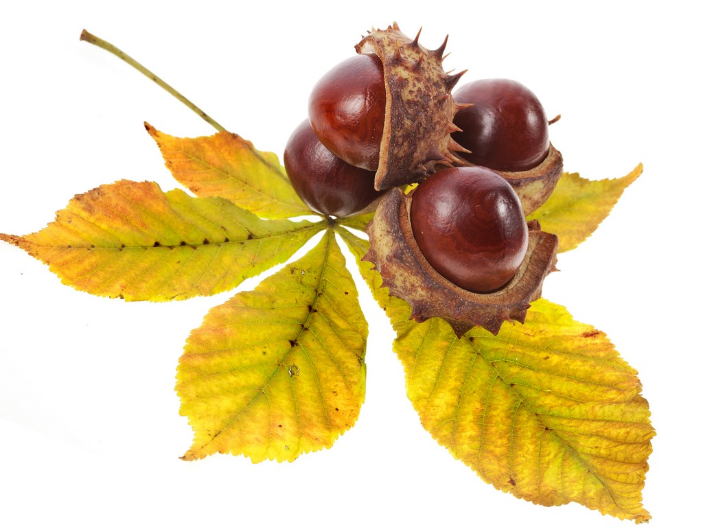 Horse-Chestnut Seed