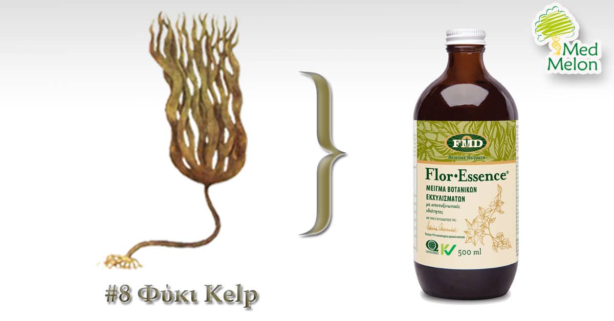 Φύκι Kelp