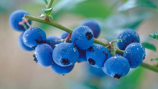 μύρτιλο Blueberries