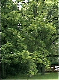 European Walnut Leaf