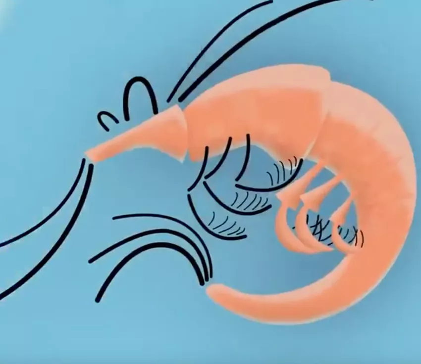 krill-video